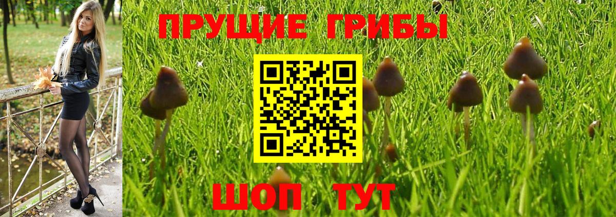 Псилоцибиновые грибы Cubensis Саранск